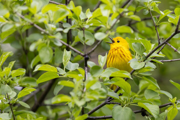 Sticker -  yellow warbler (Setophaga petechia) in spring