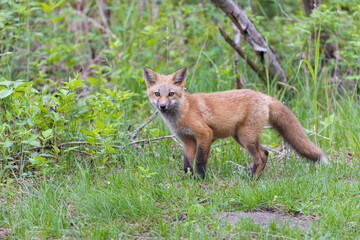 Canvas Print - Cute red fox pup in early summer