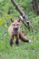 Poster - Cute red fox pup in early summer