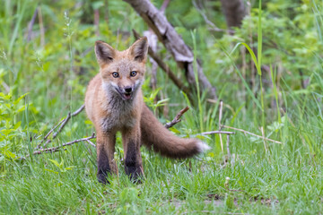 Wall Mural - Cute red fox pup in early summer