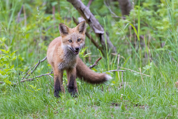 Canvas Print - Cute red fox pup in early summer