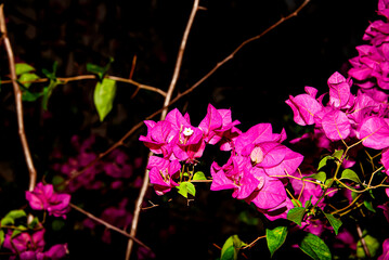 Poster - Bougainvillea is a small flower without smell.