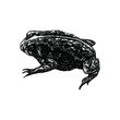 oak toad illustration isolated on background	