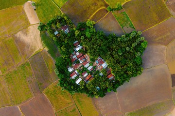 Aerial view of fresh green and yellow rice fields and palmyra trees in Mekong Delta, Tri Ton town, An Giang province, Vietnam. Ta Pa rice field.