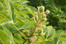 Aesculus Flava, Yellow Buckeye, Common Buckeye Or Sweet Buckeye..Seeds Of The Aesculus Flava Tree. Close-up.