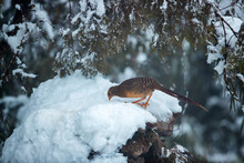 Chongqing Mountain Wang Ping Ecological Protection Zone Chrysolophus Pictus Eating On The Snow (female)