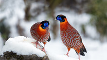 Chongqing Mountain Wang Ping Ecological Protection Zone In Winter -two Red Tragopan Standing On The Snow