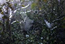 In The West Of Henan Funiu Shiny Spider Webs And Dewdrop In The Woods