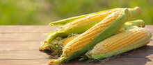 Ripe Fresh Corn Cobs On Table Outdoors