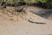 Sundarban, West Bengal, India - December 27, 2021: Crocodile Sunbathing Sundarbans National Park