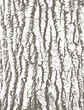 Cottonwood tree bark texture