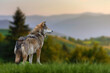 © byrdyak - Wolf stands in the grass and looks into the distance against the backdrop of mountains