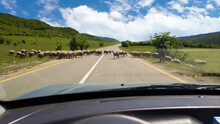 A Herd Of Sheep Blocked The Road