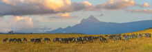 Zebras In A Row Walking In The Savannah On Mount Kenya Background