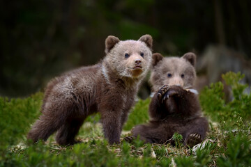 Wall Mural - two young brown bears in the forest. animal in the nature habitat