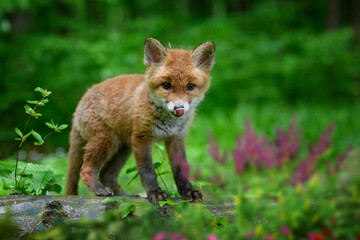 Poster - Red fox, vulpes vulpes, small young cub in forest. Cute little wild predators in natural environment