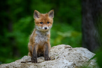 Wall Mural - red fox, vulpes vulpes, small young cub in forest on stone. cute little wild predators in natural en
