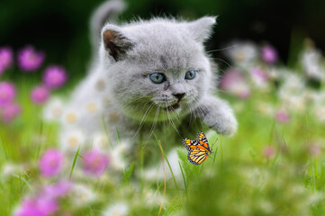 Wall Mural - British Kitten in the green grass with flowers and butterfly