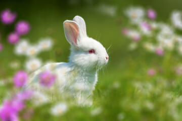 Wall Mural - Funny little white rabbit on spring green grass with flowers