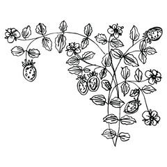 Wall Mural - Branch of strawberry plant with leaves, berries and flowers. Vintage style. Hand drawn linear doodle rough sketch. Black silhouette on white background.