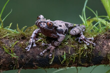 White-brown Masked Forest Frog Sitting On A Log