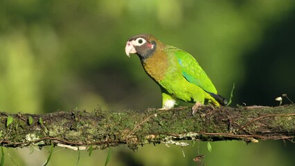 Wall Mural - a brown-hooded parrot, perched on a branch, shakes its tail feathers at boca tapada in costa rica