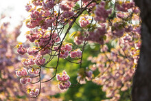 Cherry Blossom Branches In Spring