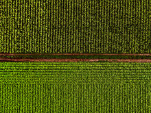 Drone View Of Footpath Separating Corn And Soybean Fields
