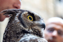 Virginian Owl Virginian Eagle Owl Bubo Virginianus Close-up With Yellow Eyes
