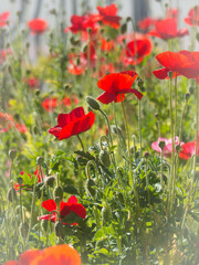 Sticker - poppies in the field