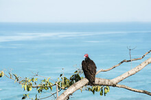 Red Headed Vulture On A Tree Branch Against The Ocean