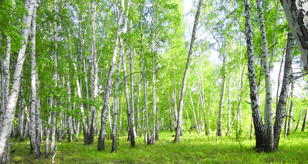 Wall Mural - Birch forest