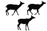 Fototapeta Konie - Three walking hornless female deer silhouette vector set, isolated on white background, wild animal concept, fill with black color wildlife animal, female deer icon, symbol idea, side view doe