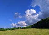 Fototapeta Natura - clouds in the blue sky near the edge of the forest