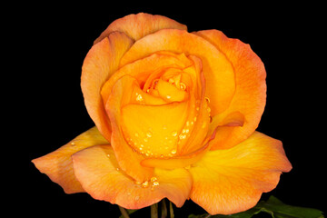 Sticker - close up of orange rose covered with rain drops against black