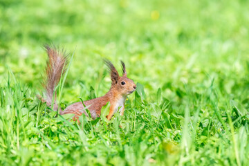 Wall Mural - Red squirrel sits in the grass..