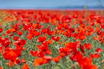 Field of red poppies - Papaver rhoeas - in Kazakhstan. Beautiful natural red color for background.