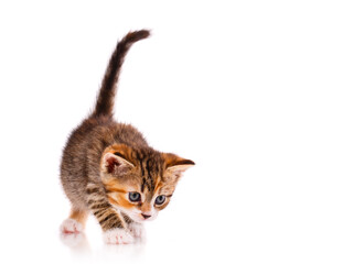 Wall Mural - Little striped tricolor cat isolated on white.