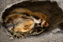 The Hamster Sleeps In Its Burrow. The European Hamster (Cricetus Cricetus) - Common Hamster Is Hibernates In The Lair.