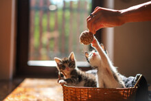 Woman Playing With A Ball And Little Kittens In A Basket