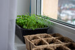 Young green dill and parsley in a box on the windowsill. Home gardening
