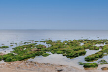 A Scenic View Of A Rocky Beach At Low Tide With Green Seaweeds On The Rocks Along A Calm Sea Under A Beautiful Blue Sky 