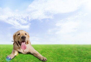 Wall Mural - puppy dog in the summer in the garden for a walk