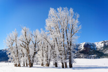 Stand Of Cottonwood Trees, Lamar Valley, Yellowstone National Park, Montana, Wyoming, USA.