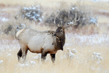 Elk Or Wapiti (Cervus Canadensis) Male, Standing In The Snow, Yellowstone National Park, Wyoming, USA.