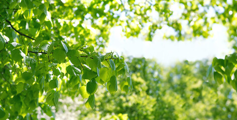 Sticker - bright green leaves of linden tree on sunny natural forest abstract background. green tree foliage close up, summer or spring season scene. fresh rustic pastoral nature image.