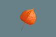 The fruit of a ripe physalis plant.