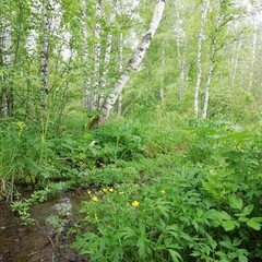 bright green forest landscape with birch trees