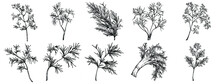Vintage Botanical Sketch Of Fennel Isolated On White Background. Hand Drawn Vector Illustration. Retro Style.