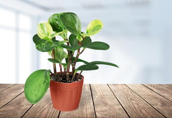 Wall Mural - Green plant planted in a ceramic pot decoration in the living room. The concept of minimalism. Houseplant care concept. Decoration on the desk.